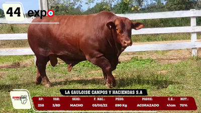 Lote LOTE 44