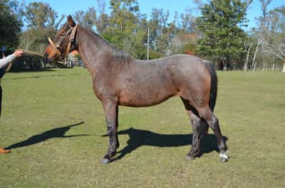 Lote Condenada del Paso