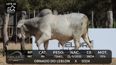 Lote LOTE 45