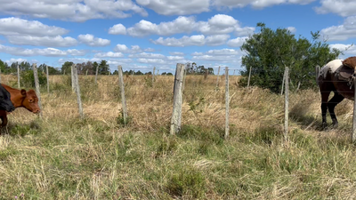 Lote VAQUILLONAS 1 a 2 AÑOS