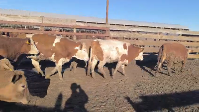 Lote 20 Vaquilla Gorda en Los Ángeles, VIII Región Biobío