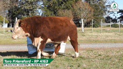 Lote TORO P. HEREFORD