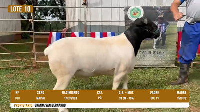 Lote LOTE 10