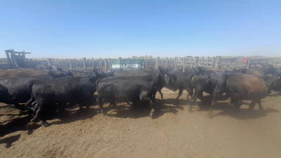 Lote 50 Terneros/as en Coronel Dorrego