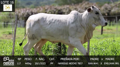 Lote LOTE 16