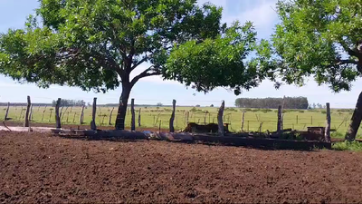 Lote 45 Novillitos