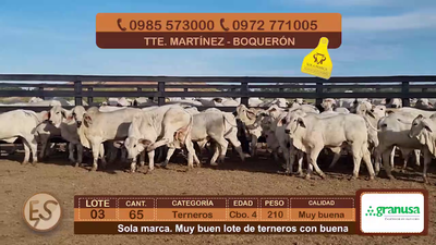 Lote (Vendido)65 Terneros Cbo 4 210kg - , Boquerón