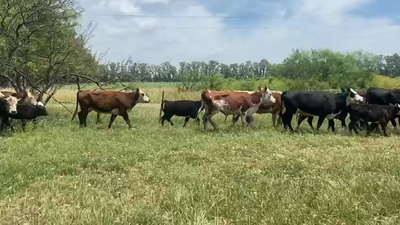 Lote 12 Vacas nuevas C/ cria en Brandsen, Buenos Aires