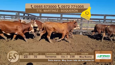 Lote Lote 23