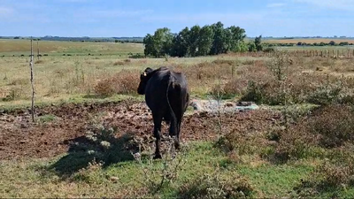 Lote TORO