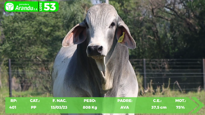 Lote LOTE 53