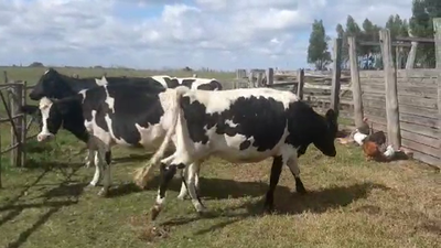 Lote 4 Vaca HOLANDO 500kg - , San José