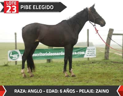 Lote PIBE ELEGIDO