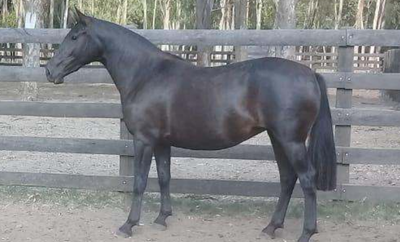 Lote Paulista Boemia