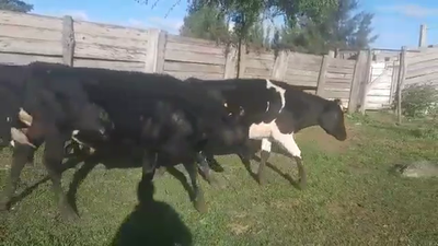 Lote 5 Terneros HOLANDO Y CRUZAS 220kg - , San José