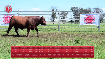 Lote 3 Toros, Tacuarembó