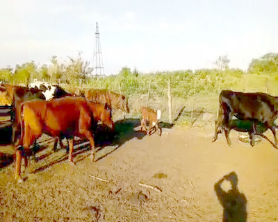 Lote 68 Vacas de invernar en Pdcia. de La Plaza, Chaco