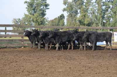 Lote ESTANCIA LA CONCHERA DE LA CONCHERA SA: 10 TERNERAS GENERALES NEGRAS