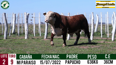 Lote Toro