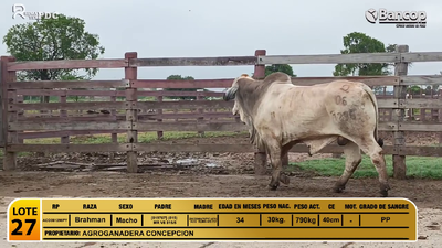 Lote Toros Brahman, Alto Paraguay