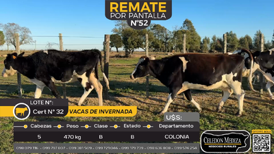 Lote 5 Vacas de Invernada en Ombúes Lavalle, Colonia