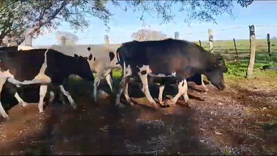 Lote 18 Novillos 2 a 3 años 18 HO 270kg -  en PALMA SOLA