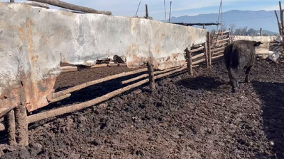 Lote 20 Novillo Gordo en Mostazal, VI Región O'Higgins