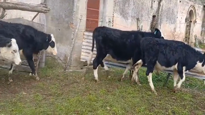 Lote (Vendido)4 Terneros HEREFORD/ ANGUS 235kg -  en MONZON