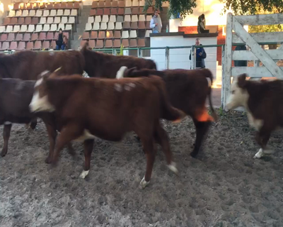 Lote 14 Terneros en Esquina, Corrientes