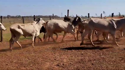 Lote 28 Vacas con cría