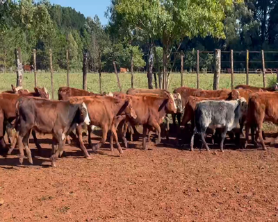 Lote 98 Terneros en Posadas, Misiones