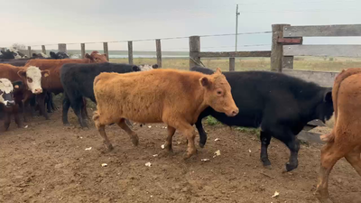 Lote 43 Novillos 1 a 2 años en Tomás Gomensoro, Artigas