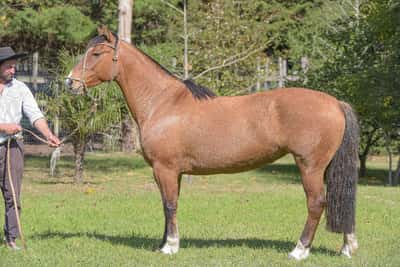 Lote Yubely Cata