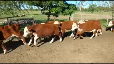 Lote 75 Terneros en Curuzú-Cuatiá, Corrientes