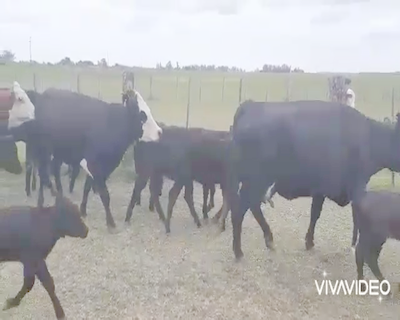 Lote 28 Vacas nuevas C/ gtia de preñez en Pila, Buenos Aires