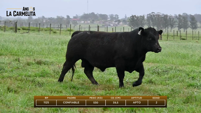 Lote Rp 1125 - Angus La Carmelita