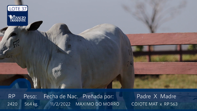 Lote LOTE 37