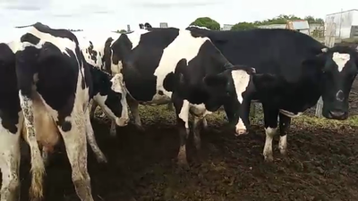 Lote 5 Vaca HOLANDO 500kg - , San José