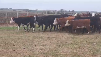 Lote (Vendido)27 Terneras HEREFORD/ ANGUS 175kg -  en PASO SENA