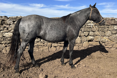 Lote CARMINA