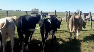 Lote 7 Novillos CRUZA 260kg - , San José