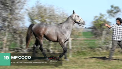 Lote Lote 19