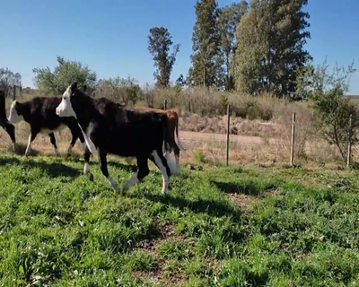 Lote (Vendido)8 Terneros 8 HE X HO 165kg - , Colonia