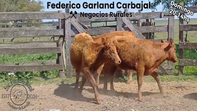 Lote 4 Terneras RED ANGUS en OMBUES DE LAVALLE