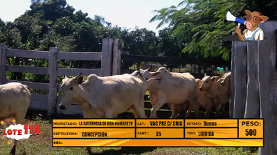 Lote LOTE 114