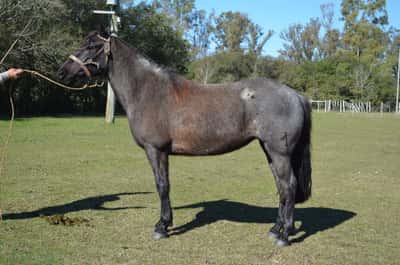 Lote Olvidada del Paso