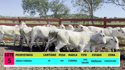 Lote LOTE 5 - 45 VAQUILLAS PREÑADAS CBO 0