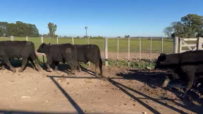 Lote 66 Novillitos en Buenos Aires