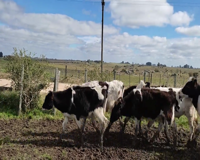 Lote (Vendido)39 Terneros 28 HO,  7 KIWY,  2 JE,  1 NO,  1 HE X RA 136kg - , Soriano