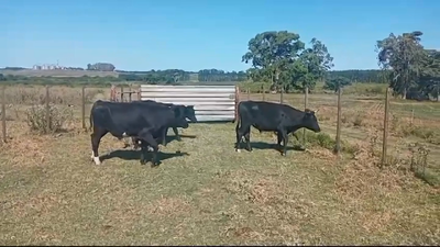 Lote (Vendido)5 Novillos 1 a 2 años HOLANDO/ ANGUS 305kg -  en DOLORES